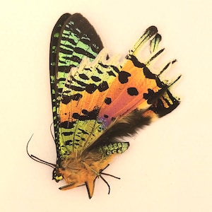 Papered/Unset/Unmounted/Folded Real butterfly,sunset moth, for Earring arts, crafts and jewellery, A1