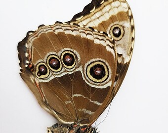 Mariposa real en papel/sin engastar/sin montar/plegada, Helenor Blue Morpho, Morpho helenor carillensis, para pendientes, artesanías y joyería,