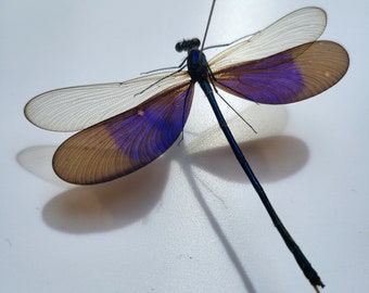 Real Insect ,Spread Insect, ODONATA, for Earring arts, crafts and jewellery
