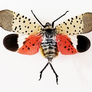 Spotted Lanternfly ,Spread insect ,LYCORMA DELICATULA, for Earring arts, crafts and jewellery