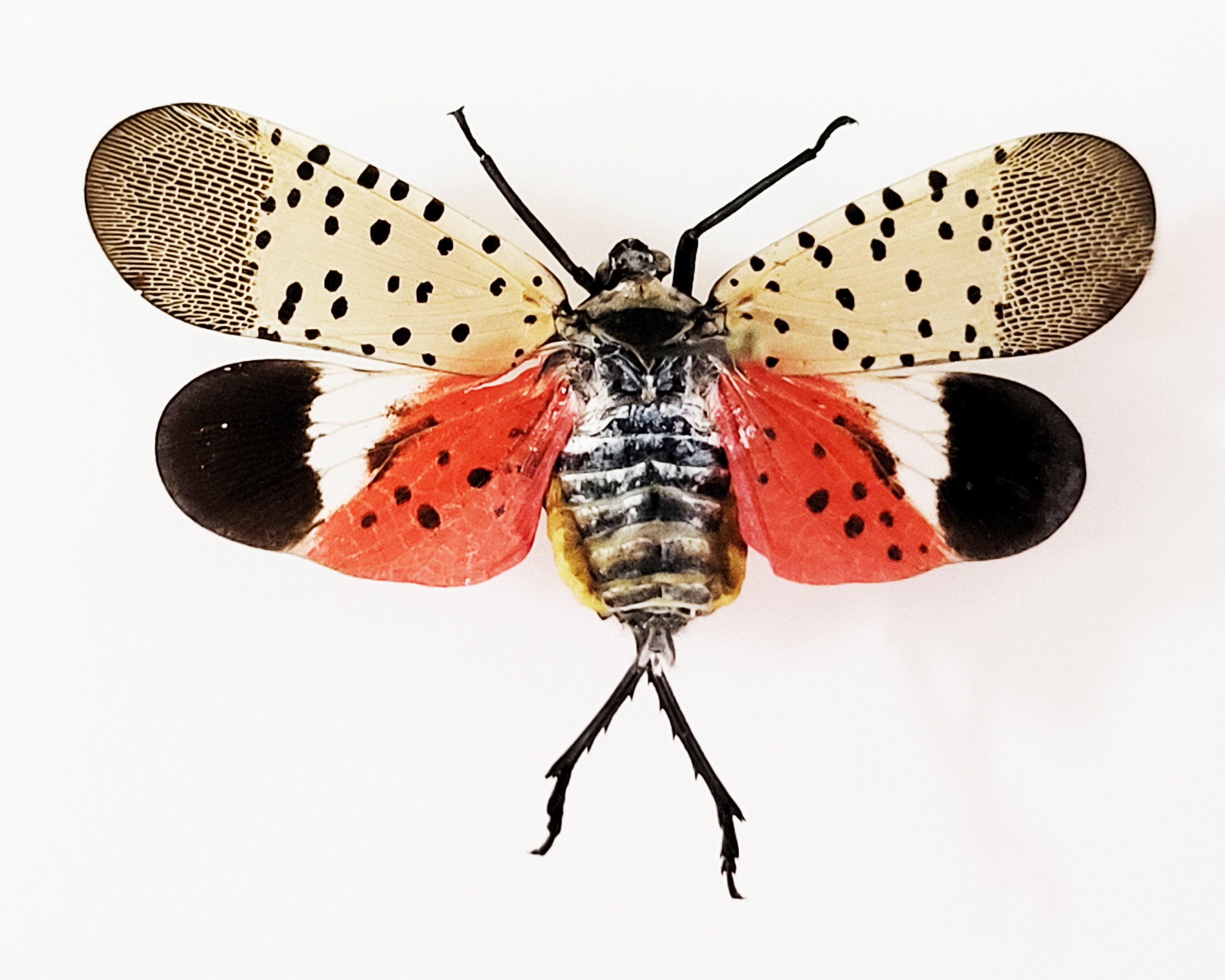 Spotted Lanternfly ,Spread insect ,LYCORMA DELICATULA, for Earring arts, crafts and jewellery