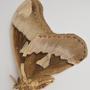 May include: A brown moth with large, textured wings featuring light tan and cream-colored markings along the edges. The wings display a scalloped pattern with small, dark red spots near the outer margins, and the body is covered in fine, light brown fur.