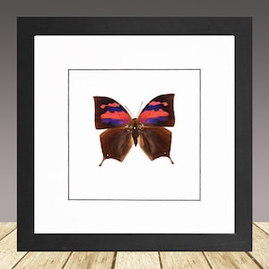 May include: A framed butterfly print. The butterfly has brown wings with red and blue accents. The artwork is in a black frame with a white mat, displayed on a wooden surface.