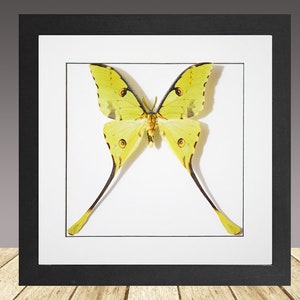 Argema mimosae, the African moon moth, framed moth, real moth, real insect