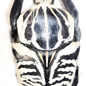 Puede incluir: Un escarabajo blanco y negro con un patrón rayado en la espalda. El escarabajo está montado sobre un fondo blanco.