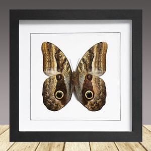 La farfalla gufo gigante, Caligo memnon, farfalla incorniciata, insetto incorniciato, farfalla vera