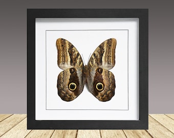 フクロウチョウ 額入り 珍しいフクロウ蝶の額入り剥製 - Caligo martia