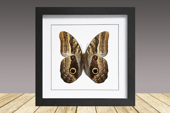 The Giant Owl Butterfly, Caligo memnon, Framed Butterfly, Framed Insect, Real Butterfly