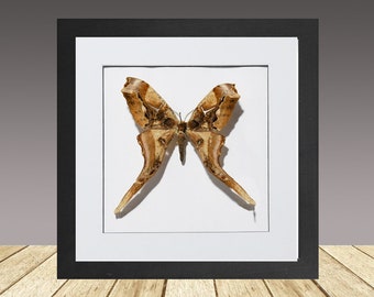 Copiopteryx derceto ( RARE very hard to obtain) Framed moth, Real Moth. Superb