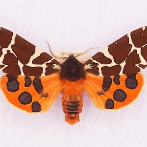 Puede incluir: Ejemplar de polilla preservada. Las alas superiores son marrones con un patrón crema, las alas inferiores son naranjas con manchas negras. El cuerpo es naranja y negro. Una pequeña etiqueta dice "Brighton".