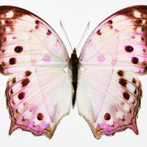 Real butterfly ,Spread butterfly ,Mother of pearl, for Earring arts, crafts and jewellery