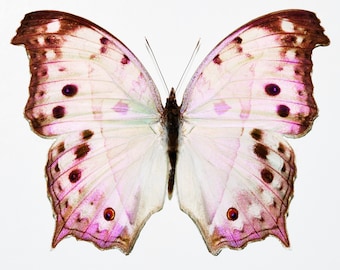 Real butterfly ,Spread butterfly ,Mother of pearl, for Earring arts, crafts and jewellery