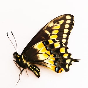 Papered/Unset/Unmounted/Folded Real butterfly, Papilio polyxenes, the (eastern) black swallowtail, for Earring arts, crafts and jewellery,
