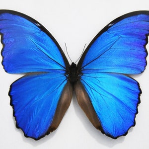 Echter Schmetterling, Spread Schmetterling, Morpho Didius Schmetterlinge, für Ohrring Kunst, Kunsthandwerk und Schmuck
