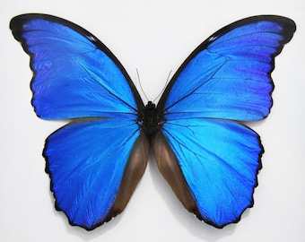 Real butterfly ,Spread butterfly ,Morpho Didius butterflies, for Earring arts, crafts and jewellery