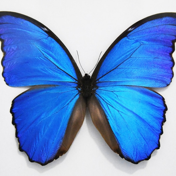 Vrai papillon, papillon étalé, papillons Morpho Didius, pour boucles d'oreilles, créations manuelles et bijoux