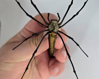 Large Orb spider ,Spread insect, for Earring arts, crafts and jewellery