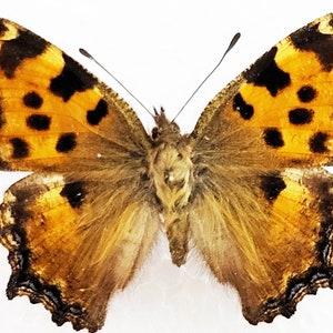 Real butterfly ,Spread butterfly ,Large Tortoiseshell Butterfly for Earring arts, crafts and jewellery