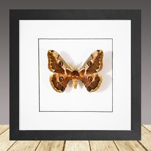 Caligula boisduvalii, framed moth, real insect, real moth