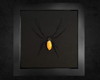 Orb Spider ,Framed Orb Spider, Real Spider, Real Insect