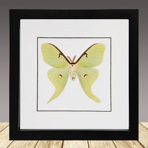 Amerikanische Mondmotte, Actias Luna, gerahmte Motte, echte Motte, echtes Insekt