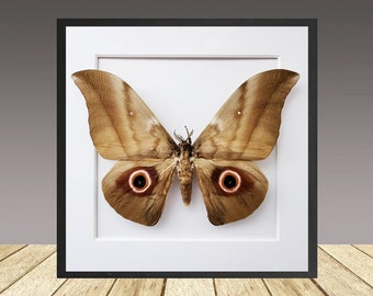 Lobobunaea phaedusa desfontainei, Framed Moth, real moth, Silence of the lambs.