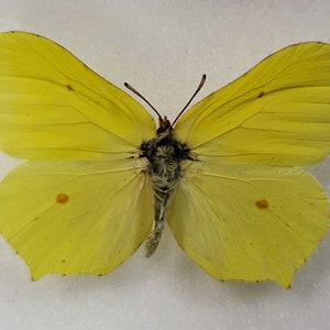 Echter Schmetterling, Zitronenfalter, Zitronenfalter