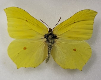 Real butterfly ,Spread butterfly , Brimstone Butterfly