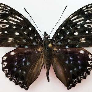 dichorragia nesimachus , Real butterfly ,Spread butterfly , for Earring arts, crafts and jewellery