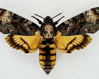 Deaths-Head Hawkmoth, para artes de brincos, artesanato e joias