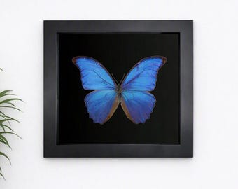 May include: A framed display featuring a vibrant blue Morpho butterfly with iridescent wings centered against a solid black background. The specimen is enclosed within a square, smooth black frame that provides a sharp contrast to the butterfly.