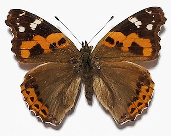 Indian red admiral, vanessa indica , Real butterfly ,Spread butterfly , for Earring arts, crafts and jewellery