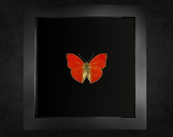 Framed Butterfly, Blood-Red Glider in Black or White Box Frame