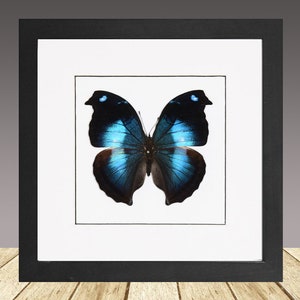 May include: A framed butterfly specimen with blue and black wings. The butterfly is mounted on a white background and framed in a black frame.