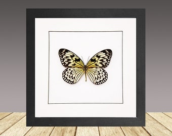 The Paper Kite Butterfly, Idea Leuconoe, Framed Butterfly, Real Insect