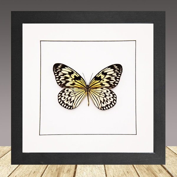 The Paper Kite Butterfly, Idea Leuconoe, Framed Butterfly, Real Insect