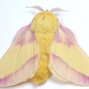May include: A close-up of a colorful moth with yellow and pink wings. The moth has a fuzzy yellow body and feathery antennae. The wings are a pale yellow with pink markings. The moth is a beautiful example of nature's artistry.