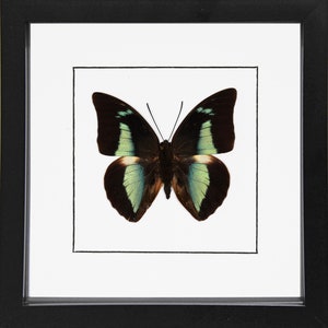 Ceranchia apollina - Etsy 日本