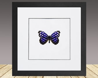 Blue Wave,myscelia cyaniris,  Framed Butterfly, real insect, real butterfly