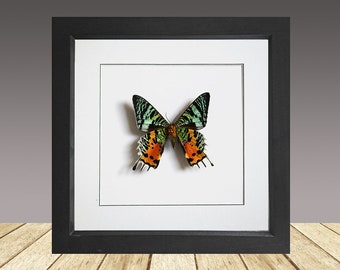 Madagascan Sunset Moth Chrysiridia Rhipheus, framed butterfly, framed insect (reverse )