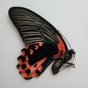 May include: A detailed view of a butterfly wing, displaying a complex pattern. The wing is predominantly black with red markings, and the body of the butterfly is also visible. The image highlights the natural beauty and intricate design of the insect.
