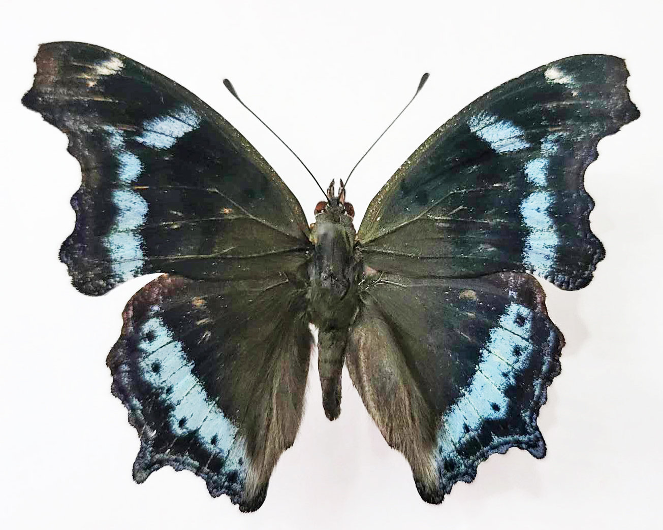 Kaniska Canace, the Blue Admiral, Set Butterfly, Real Butterfly