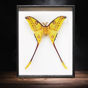 The Comet Moth, Argema Mittrei, framed moth, real moth, real insect, real butterfly