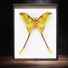 see more listings in the Framed Moths section