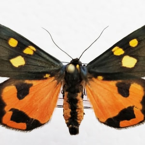 May include: A black and orange moth with yellow spots on its wings. The moth is pinned to a white background.