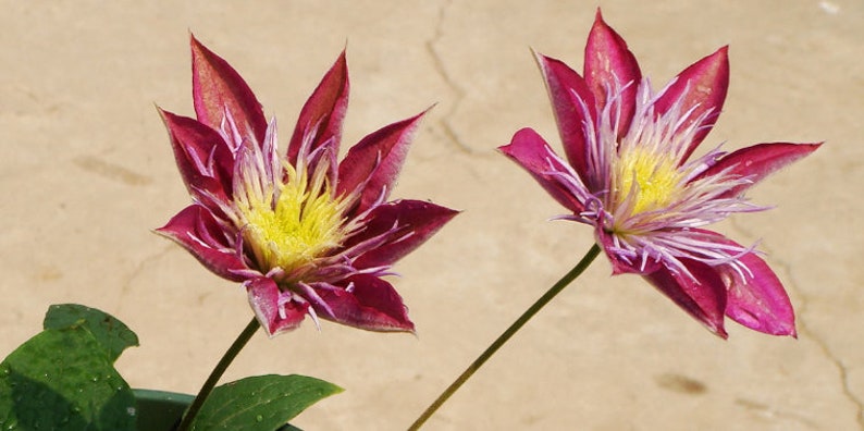 Climbing Clematis Plant Clematis Plant Outdoor Climbing Clematis Perennial Flower Plants 2Pcs Clematis Bulbs Red Clematis Flowers