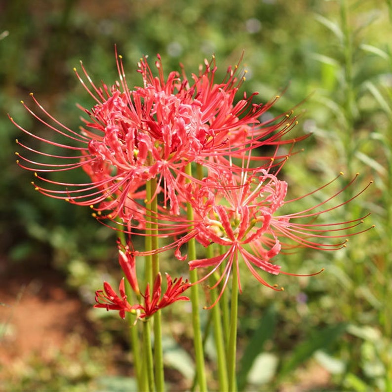 2 Bulbs Purple Lycoris Bulb,Spider Lily,Lycoris Radiata