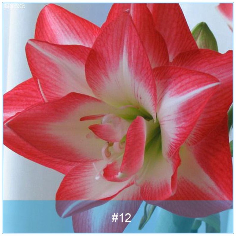 Pink #12 Flowers Barbados Lily Potted Home Garden Balcony Plant Bulbous Hippeastrum Bulbs Flowers Amaryllis Bulbs Not Seeds