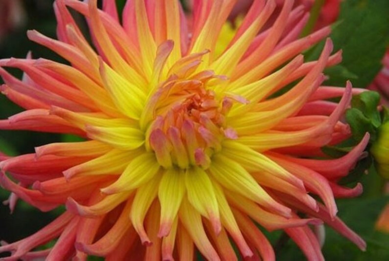 Dahlia Flowers Symbolizes Courage/&Lucky Not Seeds Dahlia Bulbs Orange Dahila