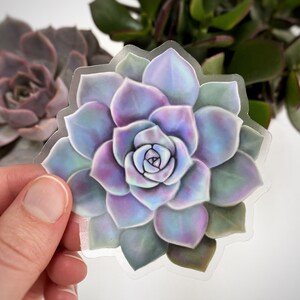 May include: A clear sticker featuring a detailed illustration of a succulent plant. The succulent has layered petals in shades of purple, blue, and green. The sticker is held in front of a blurred background of other plants.